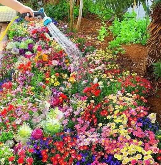 Buy Varieties of Flower Seeds (Pack of 100) And Get Plant Growth Supplement Free - ShoppersDen