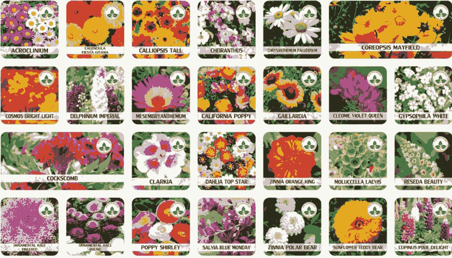 Buy Varieties of Flower Seeds (Pack of 100) And Get Plant Growth Supplement Free - ShoppersDen